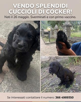 Cuccioli di cocker