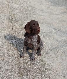 Cuccioli e cuccioloni Drahthaar