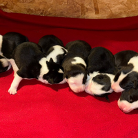 Cuccioli di Border Collie
