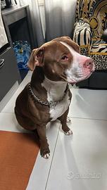 Amstaff