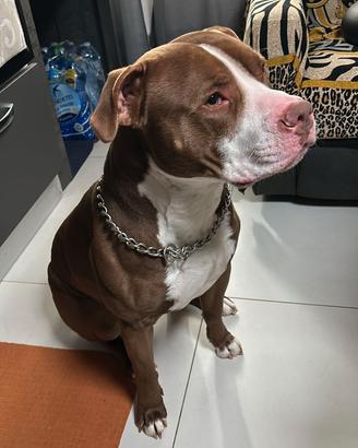 Amstaff