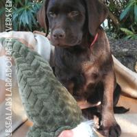 Disponibile cuccioli chocolate di labradors