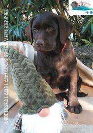 Disponibile cuccioli chocolate di labradors