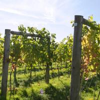 Caldaro: Vigneto Pinot grigio