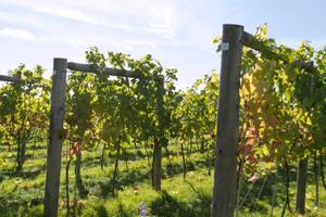 Caldaro: Vigneto Pinot grigio