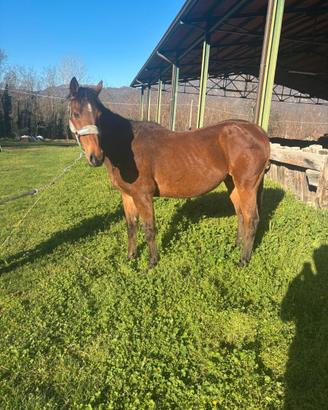 Cavallo