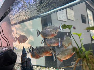 Piranha 7/8 cm