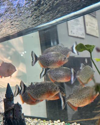 Piranha 7/8 cm