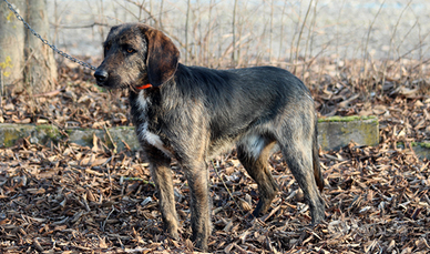 Segugio Maremmano a pelo forte