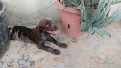 Cuccioli springer spaniel inglese