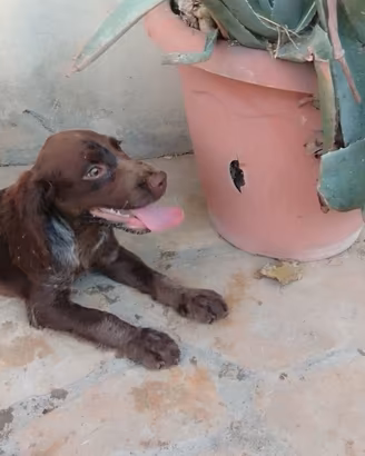 Cuccioli springer spaniel inglese
