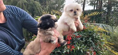 Shih tzu