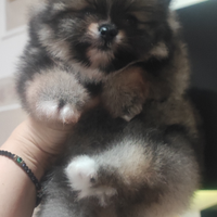 Spitz tedesco nano Pomerania