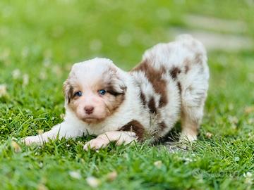 Cucciolo Pastore Australiano