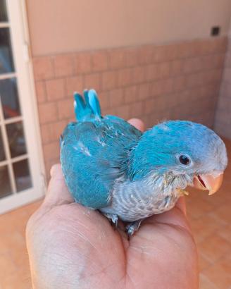 Parrocchetto Monaco blu