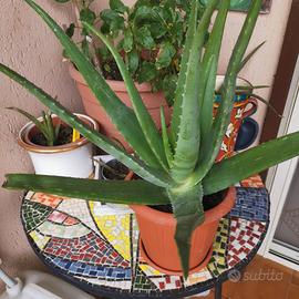 Aloe vera con vaso 