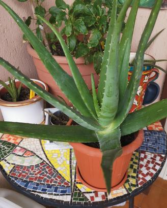 Aloe vera con vaso 