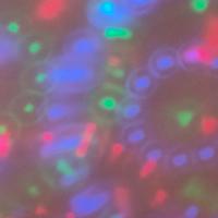 microfono wireless nuovo