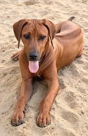 Stupendi Jabari cuccioli di Rhodesian Ridgeback