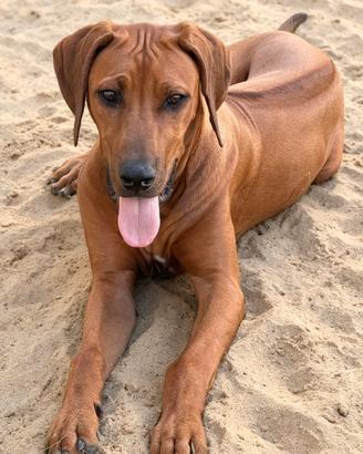 Stupendi Jabari cuccioli di Rhodesian Ridgeback