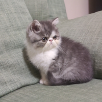 Exotic shorthair
