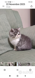 Exotic shorthair