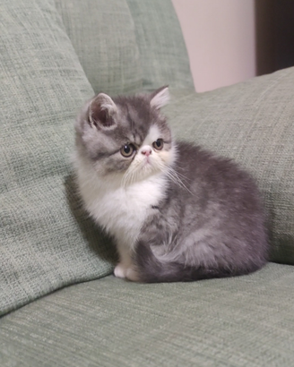 Exotic shorthair