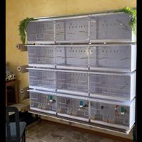 Batteria gabbie new canariz