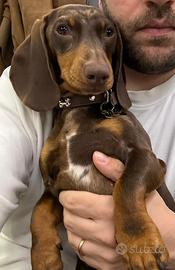 Bassottina per accoppiamento pelo corto