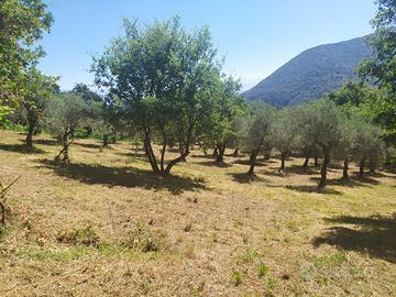 Terreno agricolo con Uliveto
