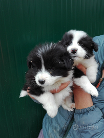 Cuccioli border collie con certificato enci