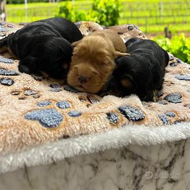 Cuccioli di cocker spaniel con Pedigree Enci