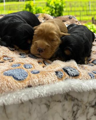 Cuccioli di cocker spaniel con Pedigree Enci
