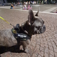 Bulldog francese blue per monte