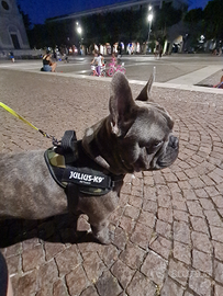 Bulldog francese blue per monte