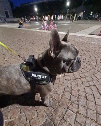 Bulldog francese blue per monte