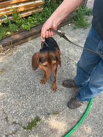 Segugio Italiano 8 mesi