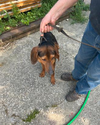 Segugio Italiano 8 mesi