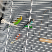 Cocorite splendide con sfumature sul corpo