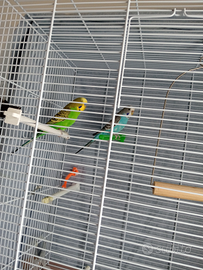 Cocorite splendide con sfumature sul corpo