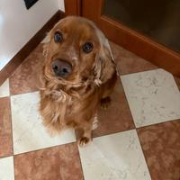 Ricerchiamo una famiglia per Artù