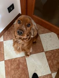 Ricerchiamo una famiglia per Artù