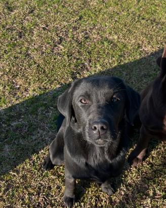 Labrador con pedigree