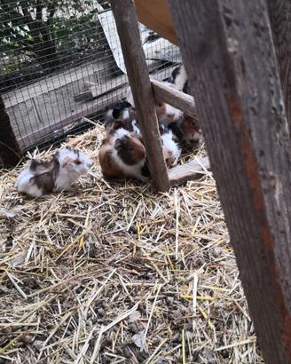 Porcellini d'india