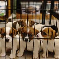 Cuccioli jack russell