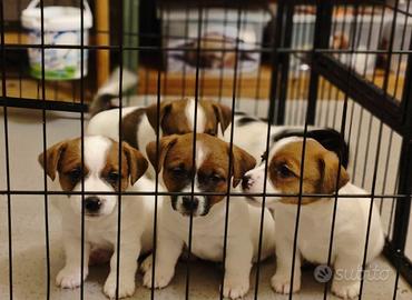 Cuccioli jack russell