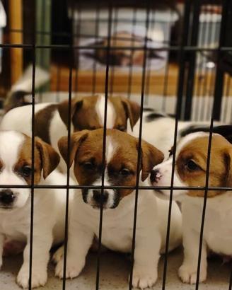 Cuccioli jack russell