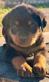 Cucciole Rottweiler