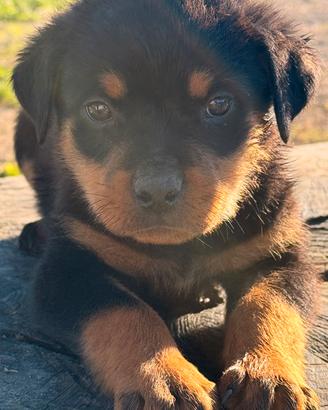 Cucciole Rottweiler