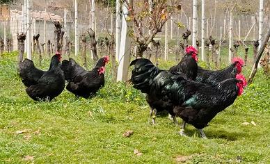 Gallo Australorp